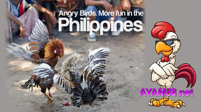 Sejarah Adu Ayam Taji/Tari Filipina (Sabong)