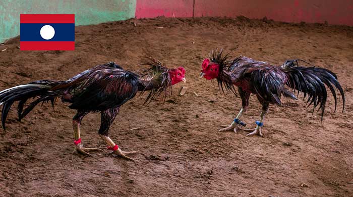 Sabung Ayam Laos - Apakah Mirip Seperti di Indonesia?