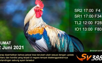 Jadwal Sabung Ayam Sv388 2 Juni 2021