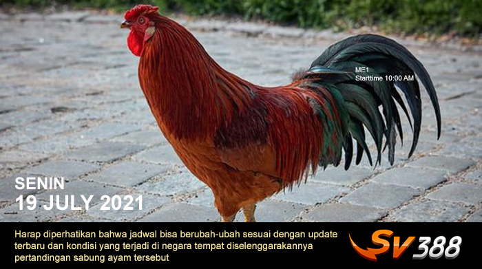 Jadwal Sabung Ayam Sv388 19 Juli 2021