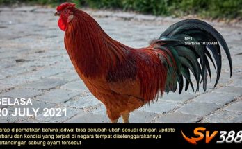 Jadwal Sabung Ayam Sv388 20 Juli 2021