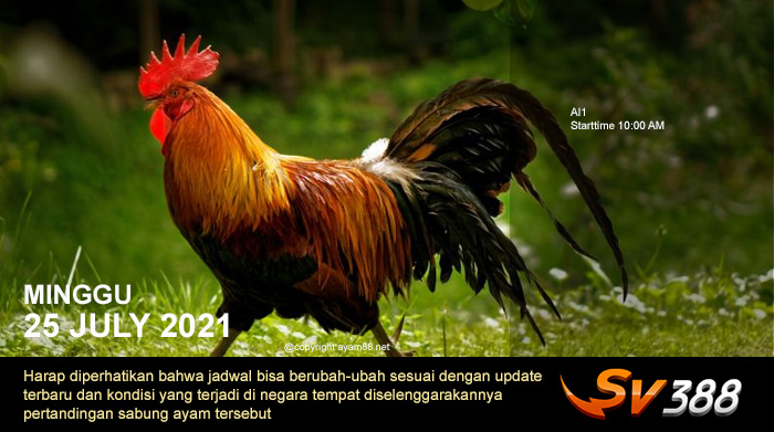 Jadwal Sabung Ayam Sv388 25 Juli 2021