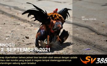 Jadwal Sabung Ayam Sv388 12 September 2021