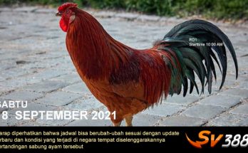 Jadwal Sabung Ayam Sv388 18 September 2021