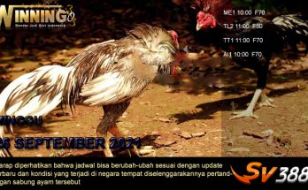 Jadwal Sabung Ayam Sv388 26 September 2021