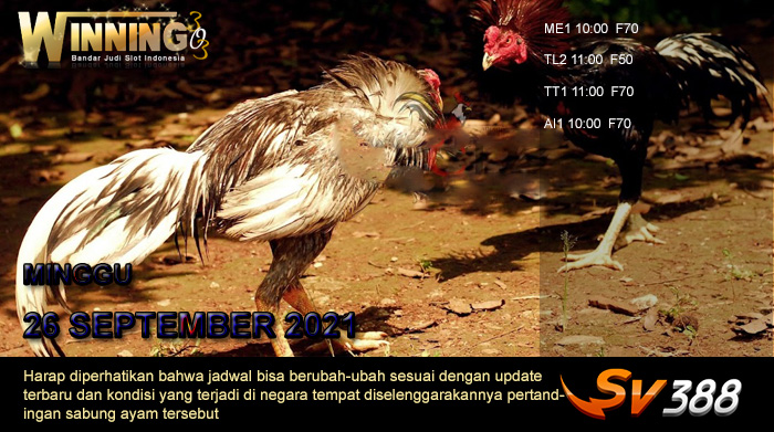 Jadwal Sabung Ayam Sv388 26 September 2021