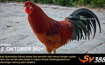Jadwal Sabung Ayam Sv388 12 Oktober 2021