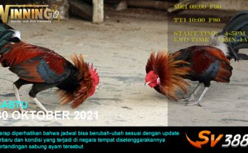 Jadwal Sabung Ayam Sv388 30 Oktober 2021