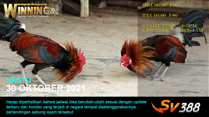 Jadwal Sabung Ayam Sv388 30 Oktober 2021