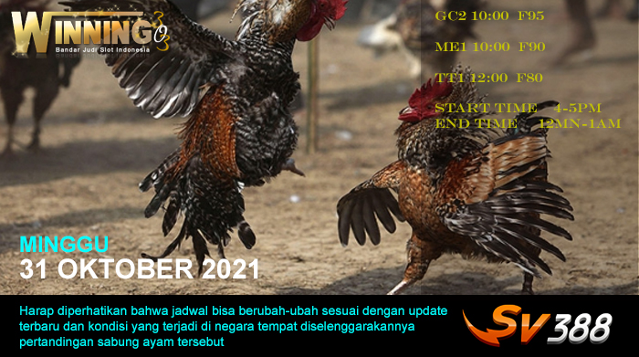 Jadwal Sabung Ayam Sv388 31 Oktober 2021