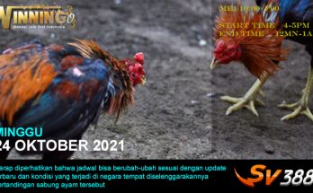 Jadwal Sabung Ayam Sv388 24 Oktober 2021