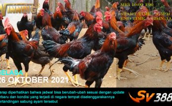 Jadwal Sabung Ayam Sv388 26 Oktober 2021