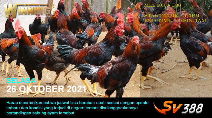 Jadwal Sabung Ayam Sv388 26 Oktober 2021