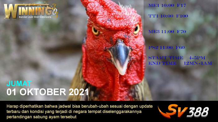 Jadwal Sabung Ayam Sv388 01 OKTOBER 2021