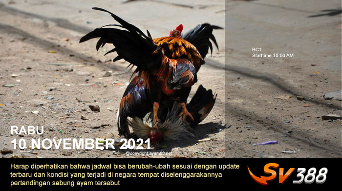 Jadwal Sabung Ayam Sv388 10 November 2021
