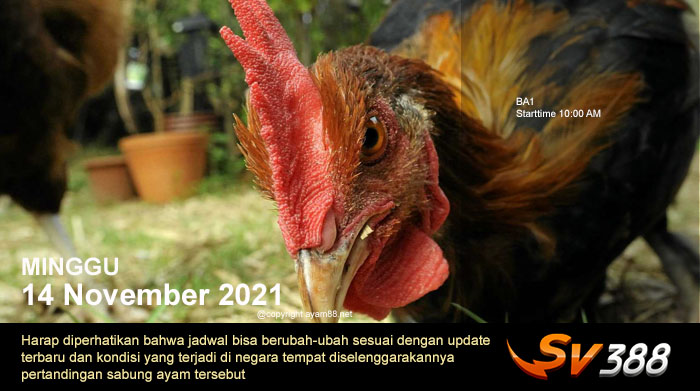 Jadwal Sabung Ayam Sv388 14 November 2021