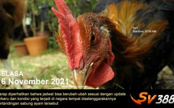 Jadwal Sabung Ayam Sv388 16 November 2021