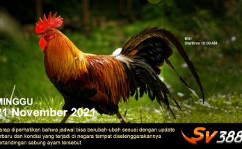 Jadwal Sabung Ayam Sv388 21 November 2021