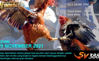 Jadwal Sabung Ayam Sv388 29 November 2021