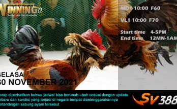 Jadwal Sabung Ayam Sv388 30 November 2021