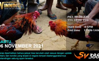 Jadwal Sabung Ayam Sv388 06 November 2021