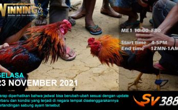 Jadwal Sabung Ayam Sv388 23 November 2021