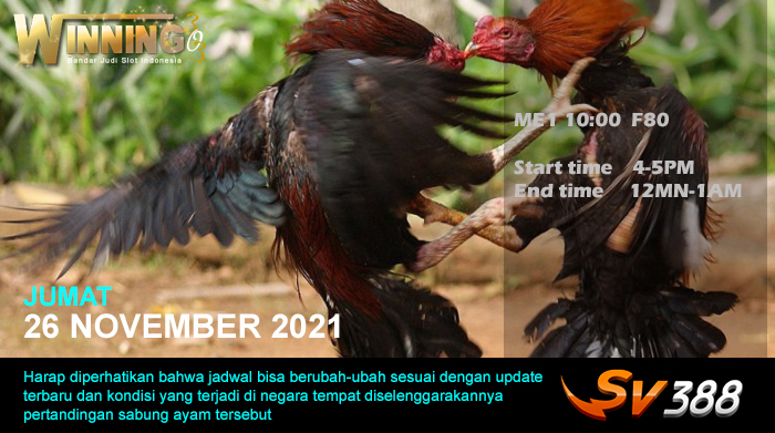 Jadwal Sabung Ayam Sv388 26 November 2021