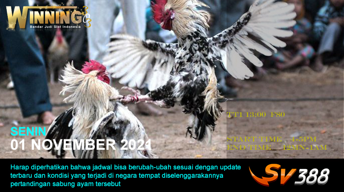 Jadwal Sabung Ayam Sv388 01 November 2021