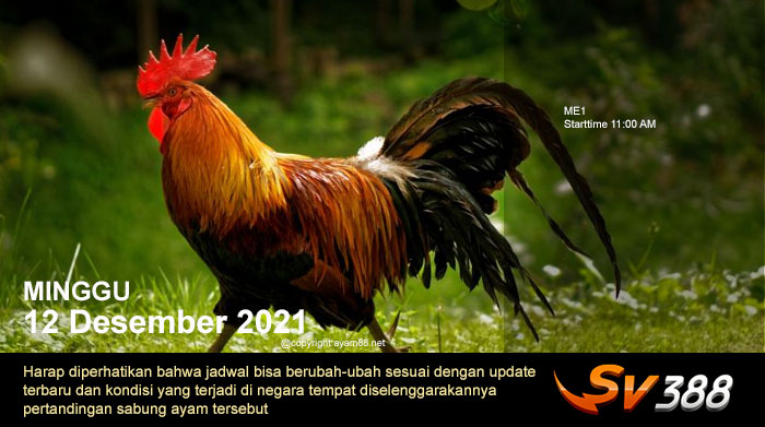 Jadwal Sabung Ayam Sv388 12 Desember 2021