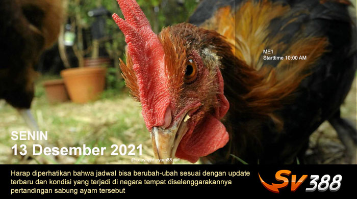 Jadwal Sabung Ayam Sv388 13 Desember 2021