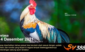 Jadwal Sabung Ayam Sv388 14 Desember 2021