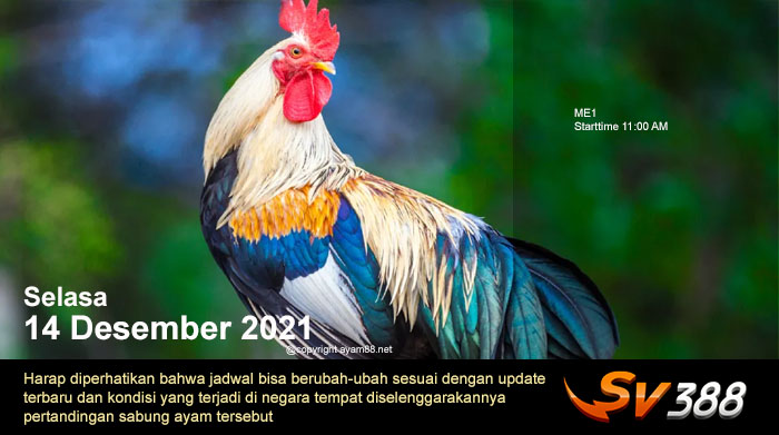 Jadwal Sabung Ayam Sv388 14 Desember 2021
