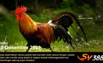 Jadwal Sabung Ayam Sv388 15 Desember 2021