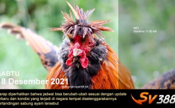 Jadwal Sabung Ayam Sv388 18 Desember 2021