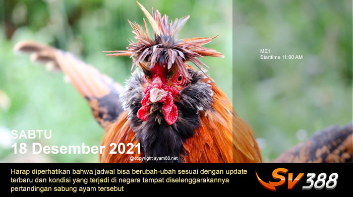 Jadwal Sabung Ayam Sv388 18 Desember 2021
