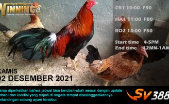 Jadwal Sabung Ayam Sv388 02 Desember 2021