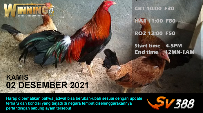 Jadwal Sabung Ayam Sv388 02 Desember 2021