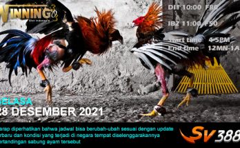 Jadwal Sabung Ayam Sv388 28 Desember 2021