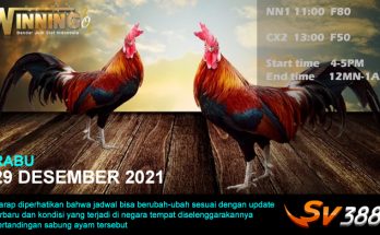 Jadwal Sabung Ayam Sv388 29 Desember 2021