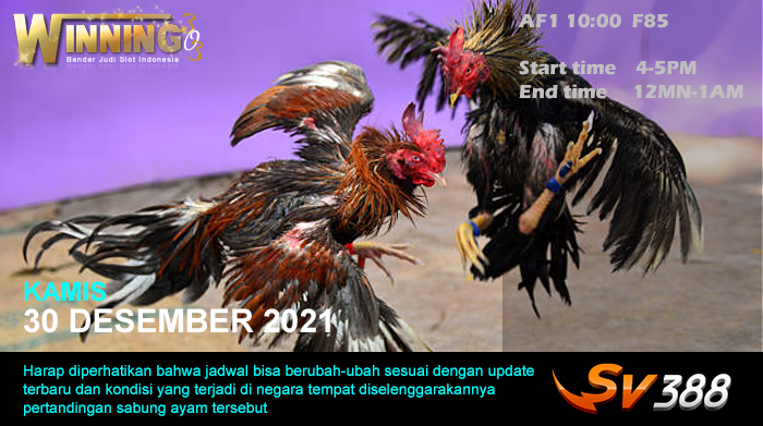 Jadwal Sabung Ayam Sv388 30 Desember 2021