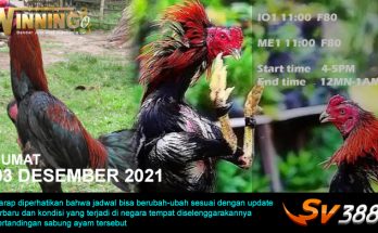 Jadwal Sabung Ayam Sv388 03 Desember 2021