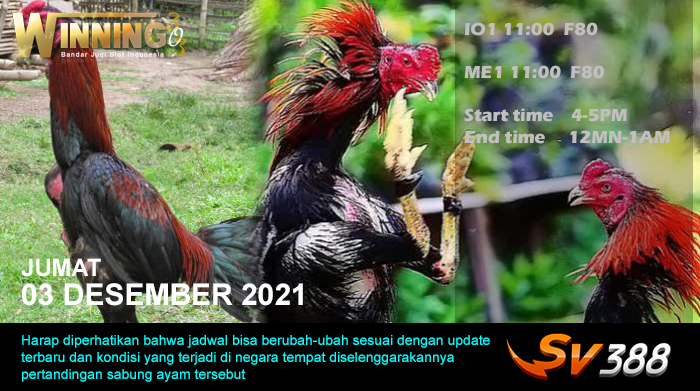 Jadwal Sabung Ayam Sv388 03 Desember 2021