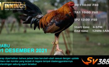 Jadwal Sabung Ayam Sv388 01 Desember 2021