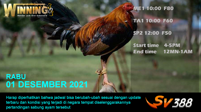 Jadwal Sabung Ayam Sv388 01 Desember 2021