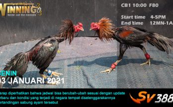 Jadwal Sabung Ayam Sv388 03 Januari 2022