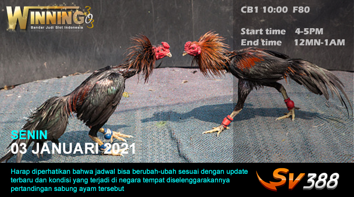 Jadwal Sabung Ayam Sv388 03 Januari 2022