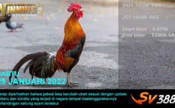 Jadwal Sabung Ayam Sv388 29 Januari 2022