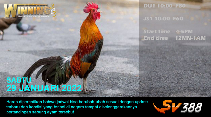 Jadwal Sabung Ayam Sv388 29 Januari 2022
