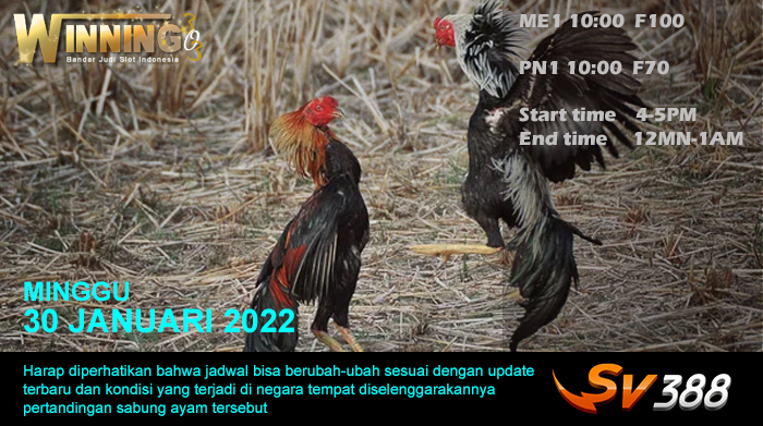 Jadwal Sabung Ayam Sv388 30 Januari 2022