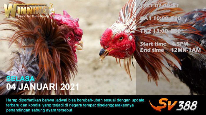 Jadwal Sabung Ayam Sv388 04 Januari 2022